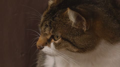 cat video