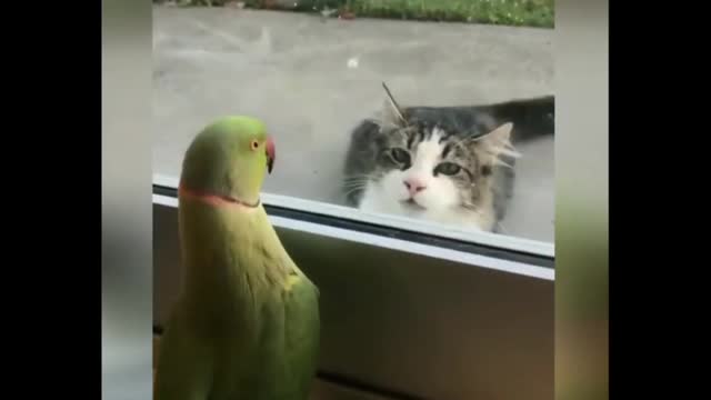 Parrot & Cat funny video