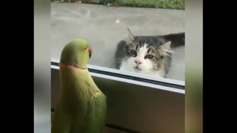 Parrot & Cat funny video