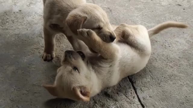 Cute puppies playing time🐕