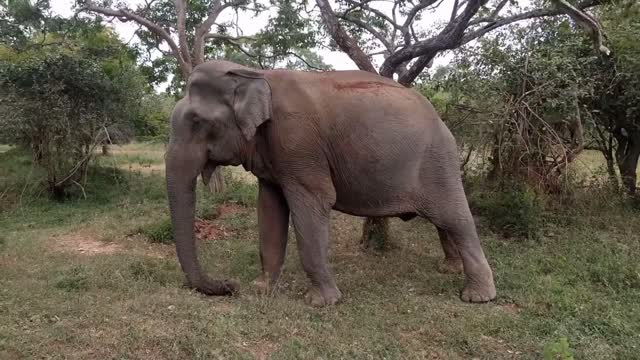 Do elephants sleep standing up?