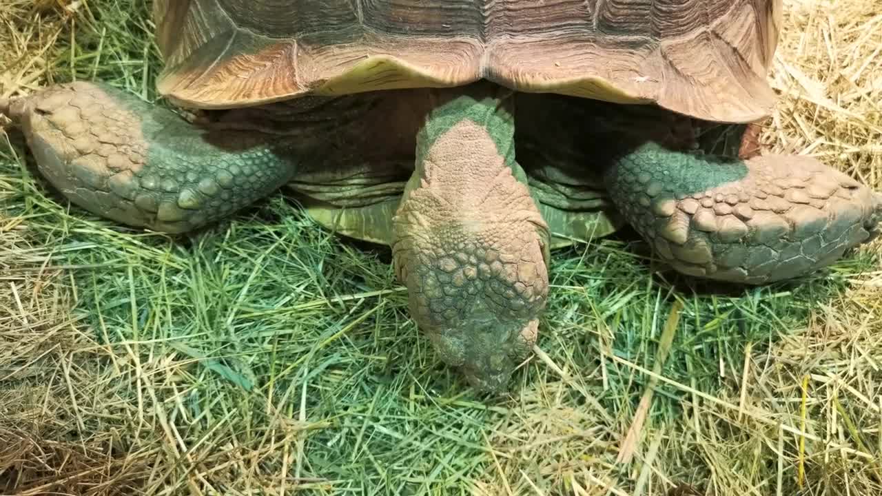 Close up giant tortoise eating grass. Large turtle eating greens