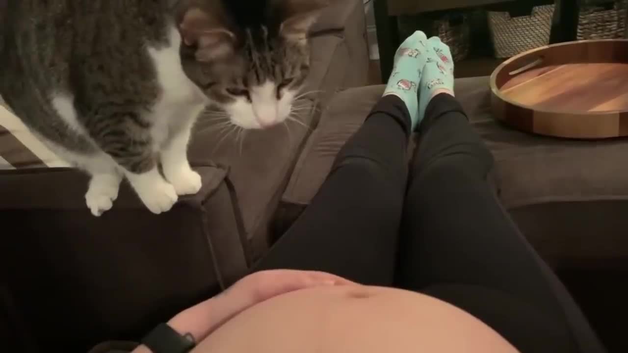 Cat realises it's owner is pregnant.