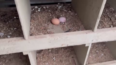 Easy day, pick up an egg