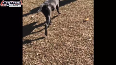 Training 9 month old puppy. Before and After.