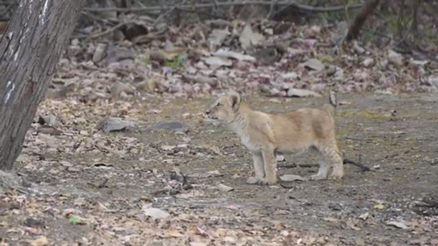 cute moments#asiaticlion #shorts#cubs #nikon #video #girforest #2021 #natgeowild #natgeo #discovery