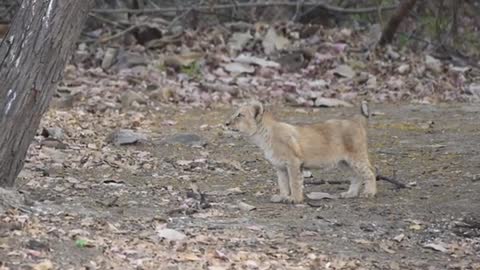 cute moments#asiaticlion #shorts#cubs #nikon #video #girforest #2021 #natgeowild #natgeo #discovery