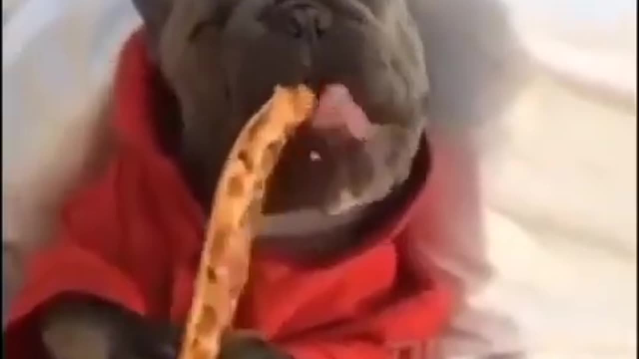 Doggy eating pizza