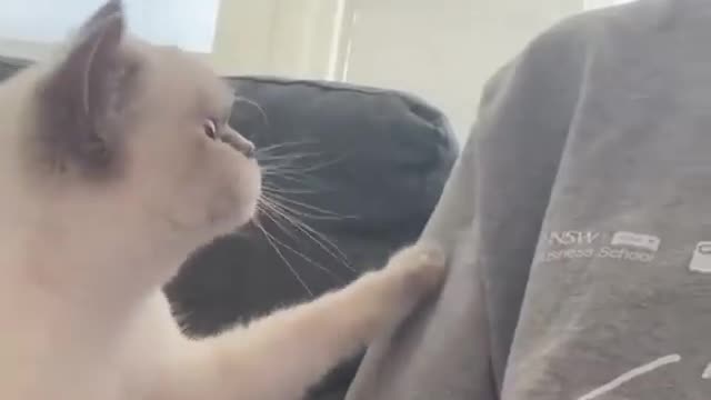 Smart Cute Kitten Cat Seeking Attention | Funny Cats Video