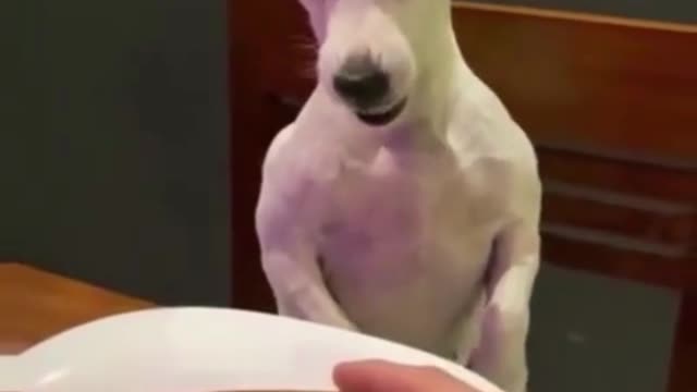 Funny dog - Cute dogs #dogs #funny #cats #cute