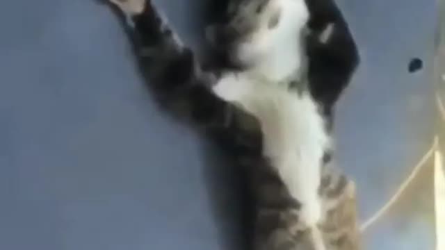 Funny and Cute Cat Videos #214