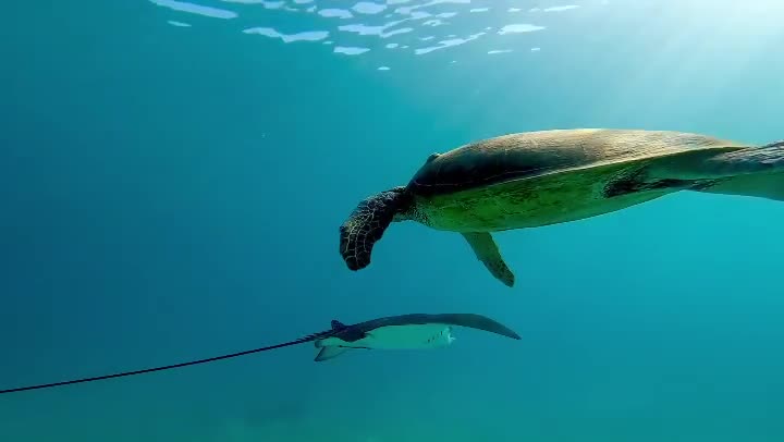 Tortoise Swimming In The Water #Tortoise_Swimming_In_The_Water#animals_Nuture #tortoise #Recpect