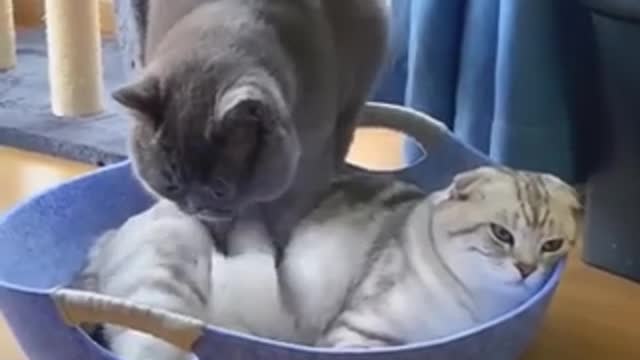 Funniest_cat_and_dog_video!! Part 19