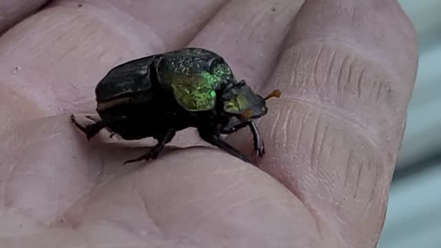 What kind of Beatle is this?