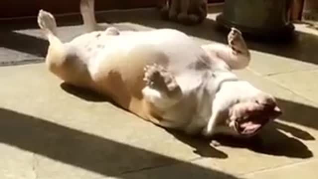 Bulldog sleeps in hilarious awkward position