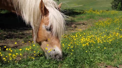 #cool #Lovely animals#Horse