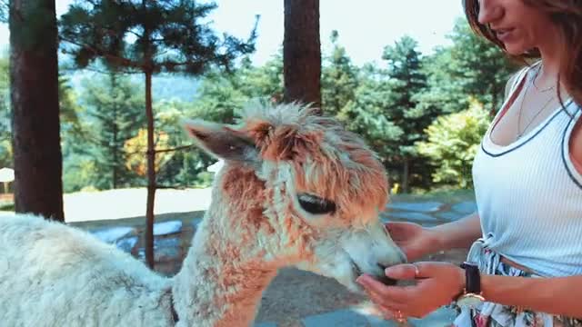 A nice ostrich eating from the hand of its keeper