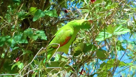 Vibrant parrots