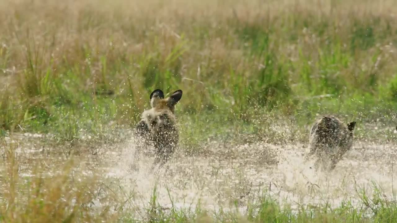 Okavango Delta