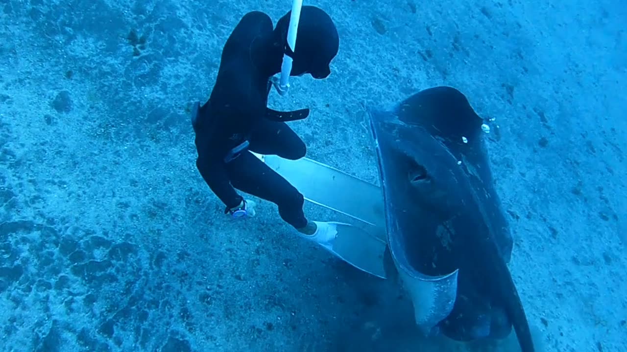 Stingray Encounter At Thirty Meters Deep