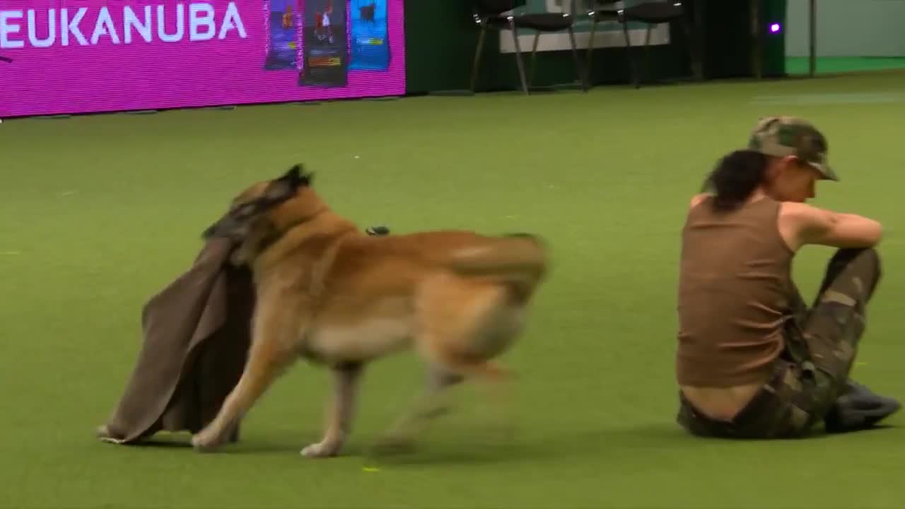 Amazing Dog Performs CPR, Squats and Press Ups in Heelwork To Music Routine _ Crufts 2017