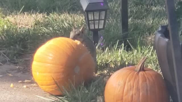 King of the pumkin