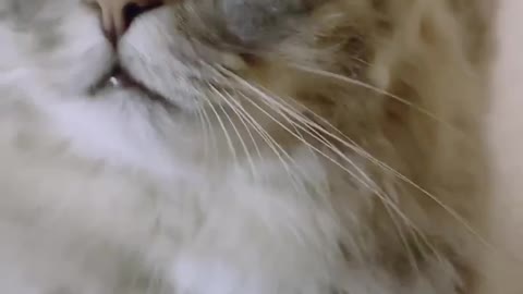 CUTE CAT SEE SOMEONE VERY DEEPLY AND POSS THE LOVE ❤️💖