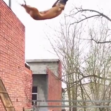 Dog High Jump | Dog Training