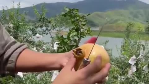 Nature