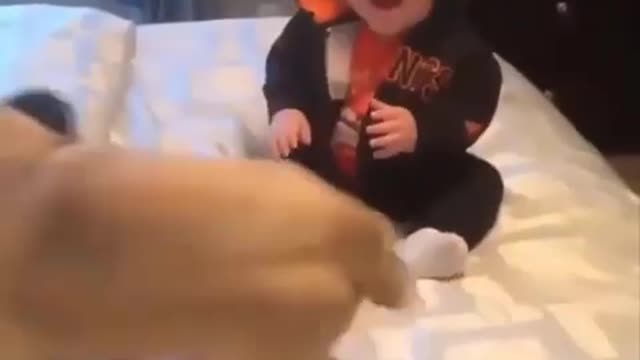 Funniest and Cutest Pug Dog Videos Compilation - Pug SOO Cute #09