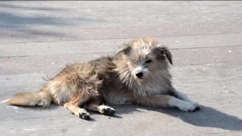 Let's see how long you can HOLD your LAUGH from these FUNNY DOG Videos 😁