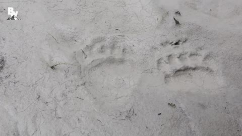 Bald Eagle Adventure