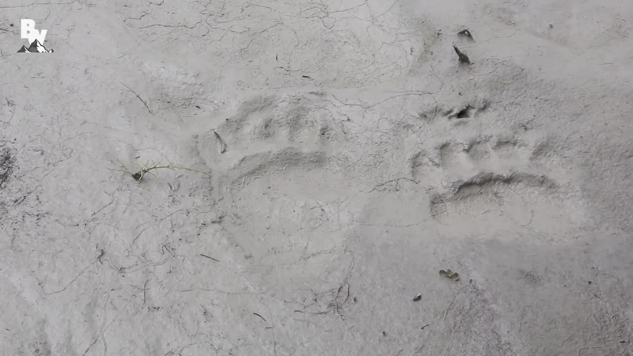 Bald Eagle Adventure