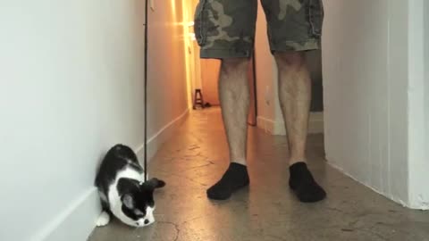 Hilarious cat demonstrates how to walk your human