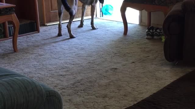 Dog with new SQUEAKY ball