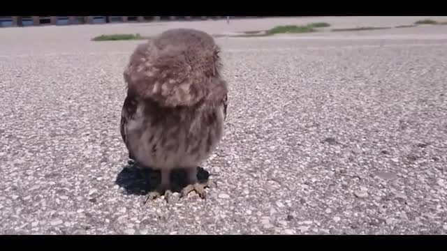 owl out of shell