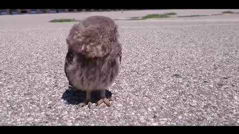 owl out of shell