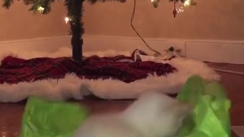 White cat chasing its own tail