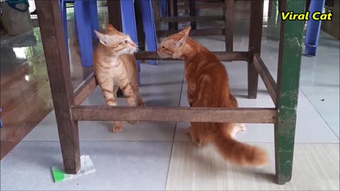 Cats Fight!