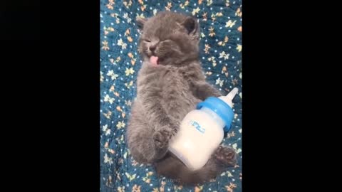 Baby !! pets funny animals