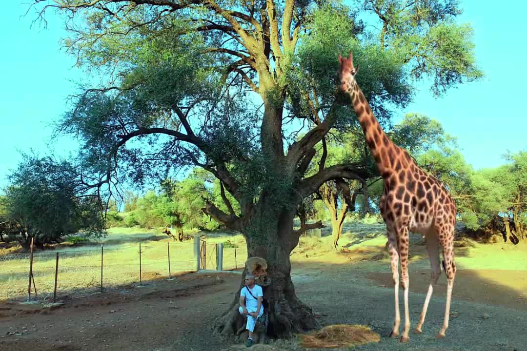 Giraffe in the zoo