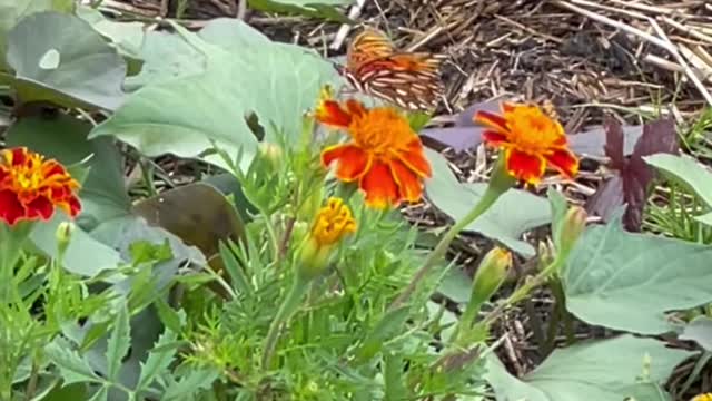 Butterfly at work #shorts #butterfly #garden #gardening #marigold #marigoldflower #marigoldgarden