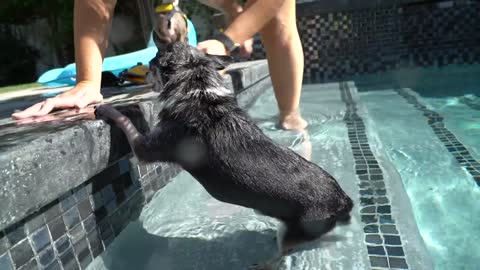 Teaching My Dogs How To Swim