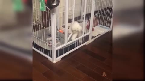 This puppy is a little stupid