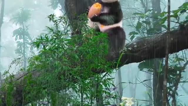 Panda food eatting video