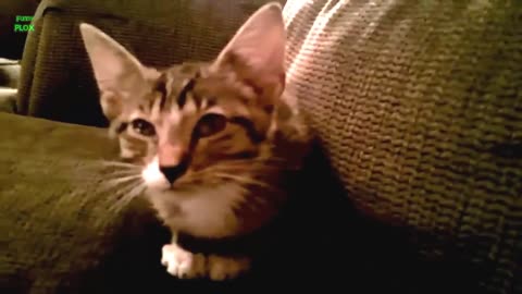 Here is a video of cats and kittens meowing to confuse your pets