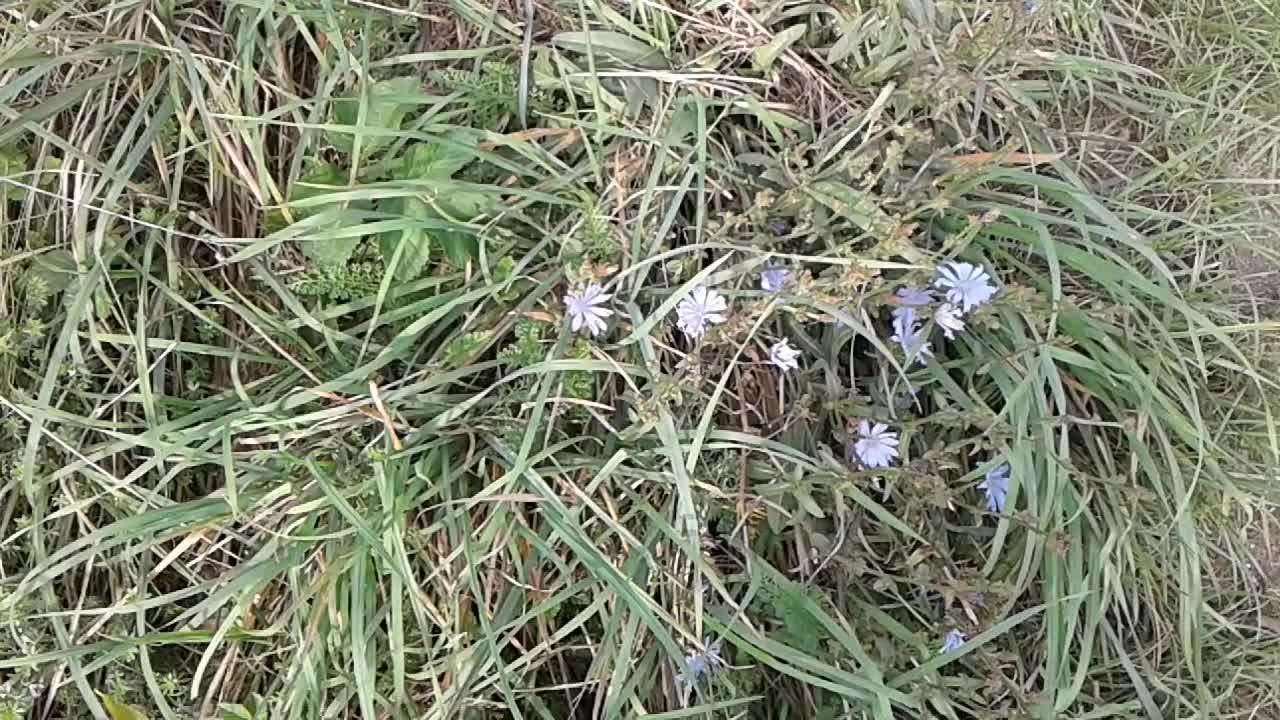 Cykoria podróżnik