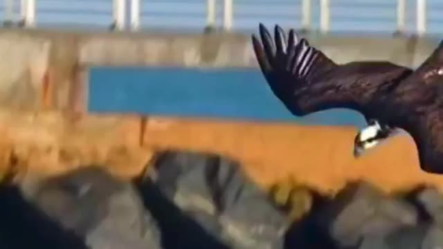 Powerful Eagle catches fish - Part 2