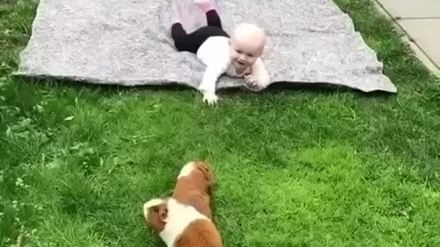 The lovely pet is playing with the baby