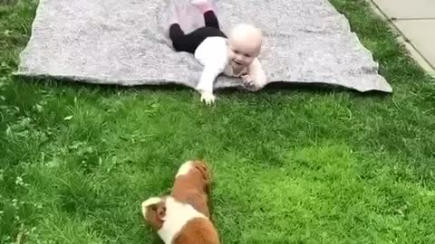 The lovely pet is playing with the baby